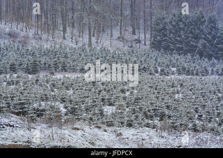 Bellissima pineta in inverno Foto Stock