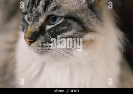 Ragdoll (Lynx Seal Tabby) Testa di gatto ritratto Foto Stock