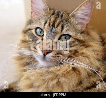 Capelli lunghi Tabby Cat Ritratto di testa Foto Stock