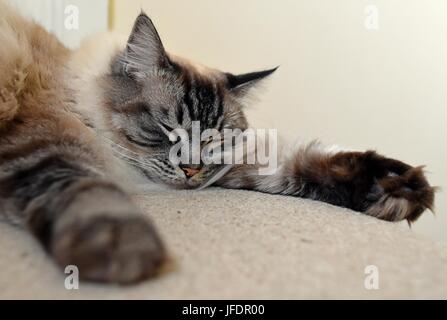 Gatto Ragdoll Sleeping Foto Stock