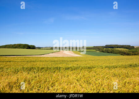 Golden maturazione di orzo con campi di grano e boschi in scenic yorkshire wolds sotto un cielo di estate blu Foto Stock