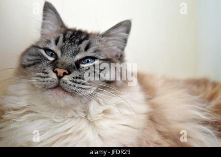 Ragdoll (Lynx Seal Tabby) Cat ritratto Foto Stock