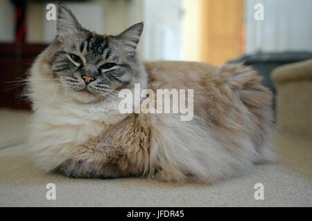 Gatto Ragdoll Foto Stock