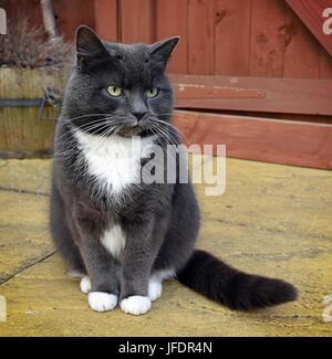 Per esterno grigio e bianco gatto ritratto Foto Stock