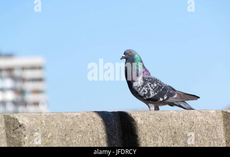 Piccioni selvatici, chiamato anche città colombe, città Piccioni, o street piccioni, sono i piccioni che sono derivate da piccioni domestici che sono tornati a t Foto Stock