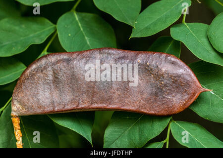 Kentucky coffeetree, Gymnocladus dioicus, frutta, cialde Foto Stock