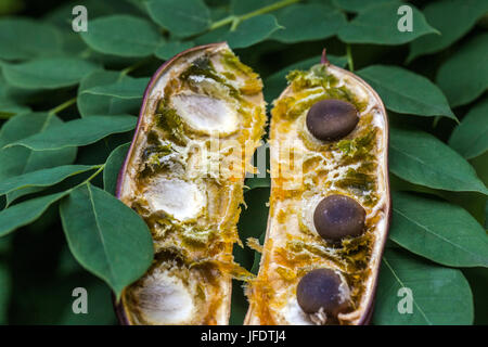 Kentucky coffeetree, Gymnocladus dioicus, frutta, cialde e travi Foto Stock