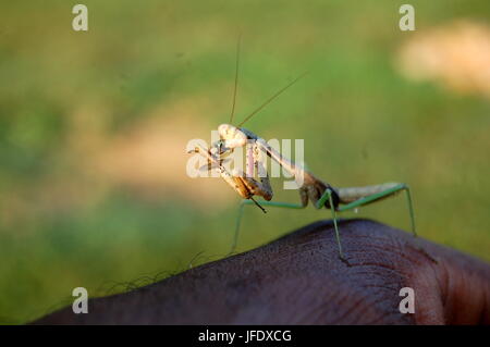 Mantide religiosa mangiare fly Foto Stock