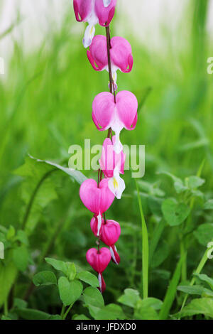 Fiori di Primavera serie, Spurgo cuore fiore, Dicentra spectabilis Foto Stock