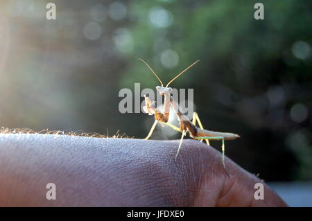 Mantide religiosa mangiare fly Foto Stock