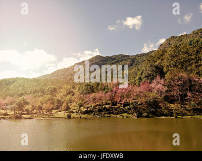 Fiore di Ciliegio alberi vicino al lago e montagna, in stile vintage Foto Stock