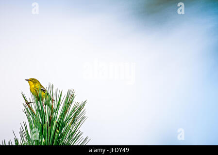 Piccolo uccello appollaiato sulla cima di Albero sempreverde Foto Stock