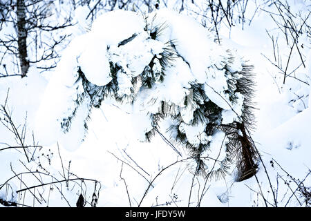 Abete coperto di neve spessa Foto Stock