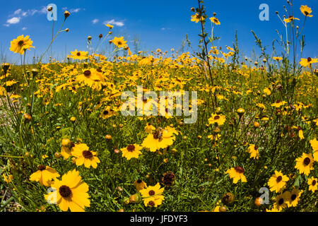 Giallo Tickseed Florida (Coreopsis floridana) in fiore in Myakka River State Park Sarasota Florida Foto Stock