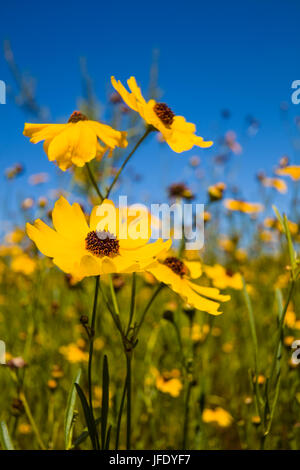 Giallo Tickseed Florida (Coreopsis floridana) in fiore in Myakka River State Park Sarasota Florida Foto Stock