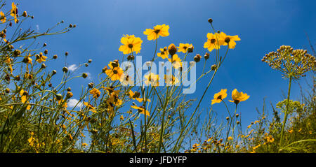 Giallo Tickseed Florida (Coreopsis floridana) in fiore in Myakka River State Park Sarasota Florida Foto Stock