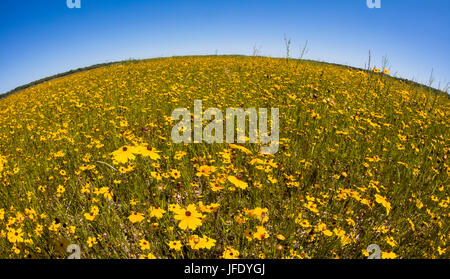 Giallo Tickseed Florida (Coreopsis floridana) in fiore in Myakka River State Park Sarasota Florida Foto Stock