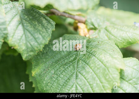Un Arlecchino Lady Bird (Harmonia axyridis) Foto Stock