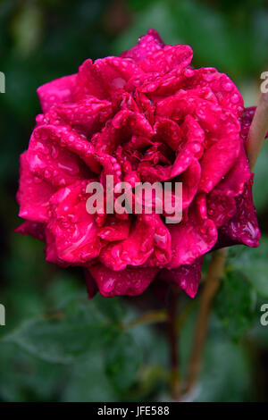 Rose Foto Stock