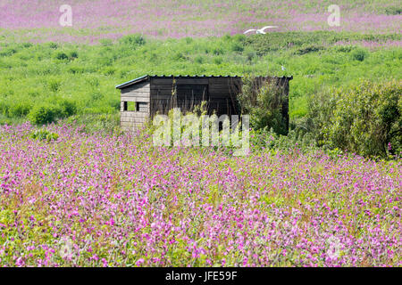 Bird nascondere tra i fiori selvatici, tappeti di red campion (Silene dioica). Skomer Island, il Galles. Foto Stock