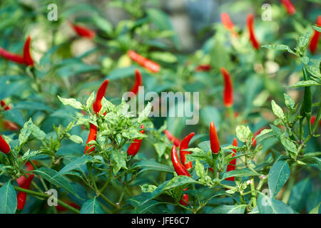 Rosso fresco o peperoncino jalapeno pepe sulla pianta, Phong Nha, Vietnam. Foto Stock