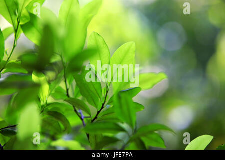 Foglie di piante di coca Foto Stock