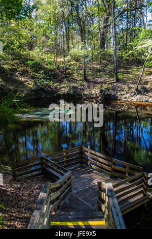 Visualizzazione di un laghetto di acqua dolce primavera, nei pressi del fiume Suwanee USA. Foto Stock