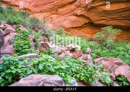 Poison Ivy (Toxicodendron radicans) cresce in abbondanza in corrispondenza di un fondo del canyon di arenaria nella zona di Moab, Utah Foto Stock