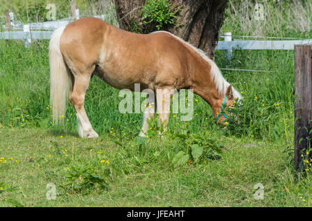 Marrone a cavallo in un pascolo Foto Stock