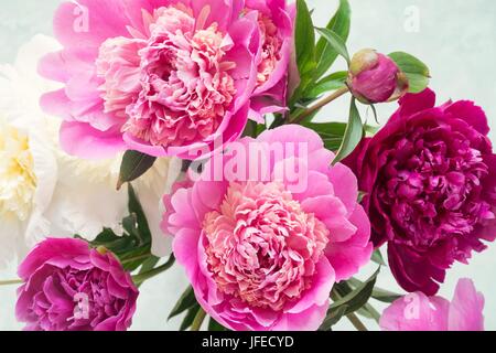 Le Peonie. Bel bouquet di rosa bianco e viola le peonie in vaso su sfondo chiaro. Closeup shot il fuoco selettivo. Bouquet di nozze, madri giorno Foto Stock