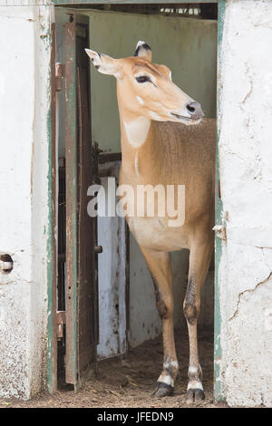 Nilgai, (blu Bull) Foto Stock