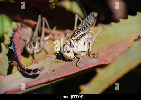 Locusta migratoria dall Africa trovati in Porto Santo, Madeira, Portogallo Foto Stock
