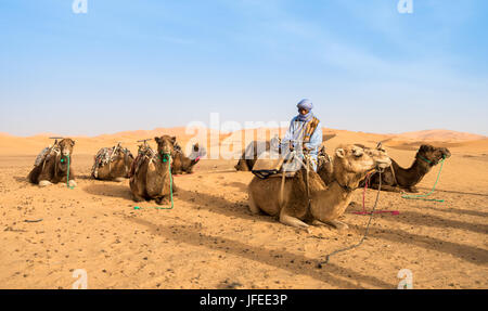Marrakech, Marocco - 09 Maggio 2017: un cammello proprietario è ottenere i suoi cammelli pronto per una corsa con i turisti nel deserto del Sahara, Merzouga, Marocco. Foto Stock
