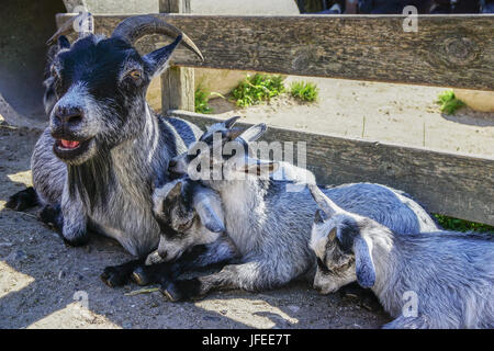 Capra con i suoi piccoli presso una famiglia ritiro in Norvegia. Foto Stock