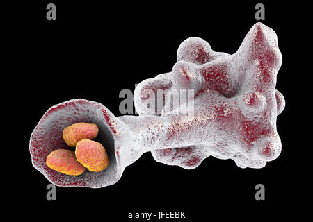 Ameba parassita protozoo travolgendo i batteri, illustrazione del computer. L'ameba si sommergono e digerire la preda in un processo chiamato fagocitosi. Foto Stock