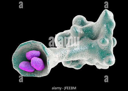 Ameba parassita protozoo travolgendo i batteri, illustrazione del computer. L'ameba si sommergono e digerire la preda in un processo chiamato fagocitosi. Foto Stock