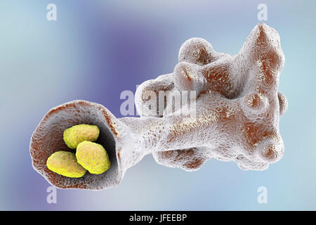 Ameba parassita protozoo travolgendo i batteri, illustrazione del computer. L'ameba si sommergono e digerire la preda in un processo chiamato fagocitosi. Foto Stock