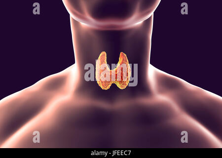 La ghiandola tiroidea in un uomo il collo, illustrazione del computer. Foto Stock