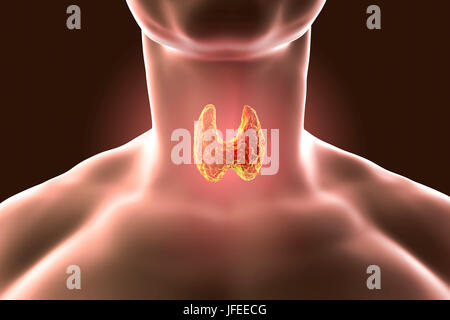 La ghiandola tiroidea in un uomo il collo, illustrazione del computer. Foto Stock