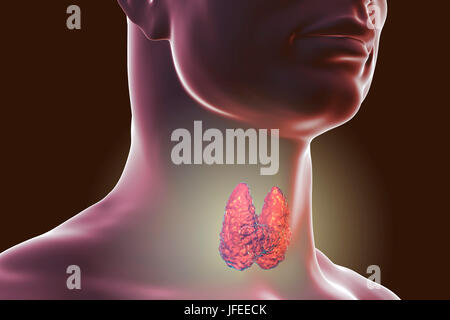 La ghiandola tiroidea in un uomo il collo, illustrazione del computer. Foto Stock
