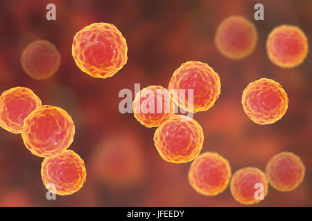 Enterococcus faecalis. Illustrazione del calcolatore di Enterococcus faecalis batteri (precedentemente noto come Streptococcus faecalis). E. faecalis esiste come parte della normale flora dell'umano apparato digerente, ma può causare infezioni del tratto urinario. Essa può causare endocardite batterica nei bambini e negli adulti dopo visite ginecologiche o genito-urinario chirurgia. Esso può anche causare la polmonite. I batteri è uno dei cosiddetti superbugs, che sono resistenti agli antibiotici. Foto Stock