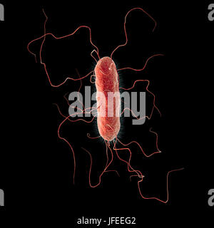 Proteus vulgaris batterio, illustrazione del computer. Le sottili sporgenze filiforme sono flagelli che consentono il batterio per spostare. P. vulgaris costituisce una parte naturale della flora intestinale in animali ed esseri umani, e si trova anche in acqua. Nelle persone il cui sistema immunitario soppresso, per esempio quelli malati di AIDS o di coloro che prendono farmaci immunosoppressori, può essere patogeni, infezione del tratto urinario o causare la polmonite o setticemia. Foto Stock