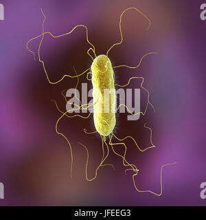 Proteus vulgaris batterio, illustrazione del computer. Le sottili sporgenze filiforme sono flagelli che consentono il batterio per spostare. P. vulgaris costituisce una parte naturale della flora intestinale in animali ed esseri umani, e si trova anche in acqua. Nelle persone il cui sistema immunitario soppresso, per esempio quelli malati di AIDS o di coloro che prendono farmaci immunosoppressori, può essere patogeni, infezione del tratto urinario o causare la polmonite o setticemia. Foto Stock