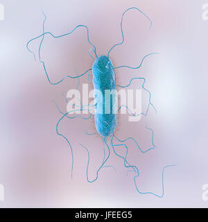 Proteus vulgaris batterio, illustrazione del computer. Le sottili sporgenze filiforme sono flagelli che consentono il batterio per spostare. P. vulgaris costituisce una parte naturale della flora intestinale in animali ed esseri umani, e si trova anche in acqua. Nelle persone il cui sistema immunitario soppresso, per esempio quelli malati di AIDS o di coloro che prendono farmaci immunosoppressori, può essere patogeni, infezione del tratto urinario o causare la polmonite o setticemia. Foto Stock