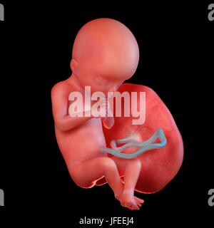 Feto umano età 18 settimane, illustrazione. Foto Stock