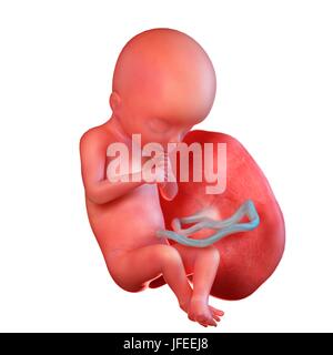 Feto umano età 18 settimane, illustrazione. Foto Stock