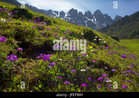 Austria, Tirolo, Kemater alp, farina primrose contro Kalkkögel Foto Stock