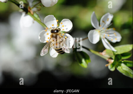 Baumblüten Biene mit Foto Stock