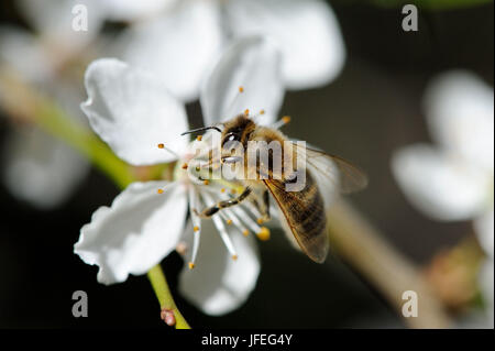 Baumblüten Biene mit Foto Stock