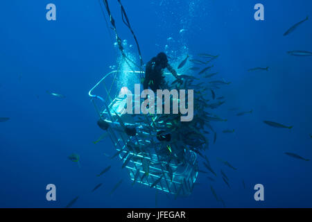 Immersioni a gabbia con il grande squalo bianco, Isola di Guadalupe, in Messico Foto Stock